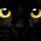Los gatos negros y el misticismo